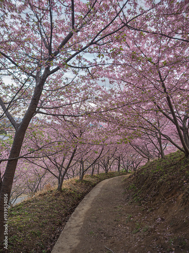 Photography 春の隠れ家。桜のトンネルが続く幻想的な小道