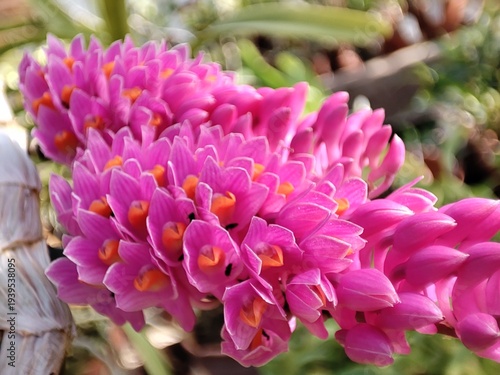 Dendrobium secundum purple orchid, closeup