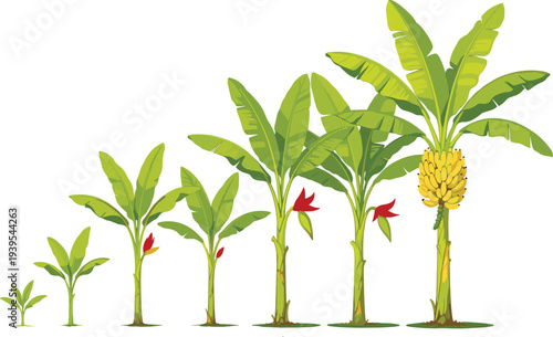 Banana plant growth stages illustration showing seedling development to mature fruit-bearing tree with leaves, flowers, and ripe bananas, symbolizing agriculture, farming, and natural lifecycle.
