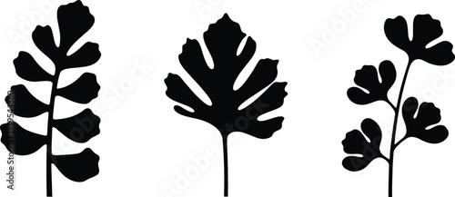 Botanical leaf silhouettes set isolated on white background showing pinnate, palmate, and compound foliage structures for educational, decorative, and design illustration purposes
