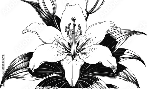 Elegant detailed black and white botanical illustration of blooming lily flower with leaves and buds, intricate line art drawing perfect for floral design and artistic inspiration