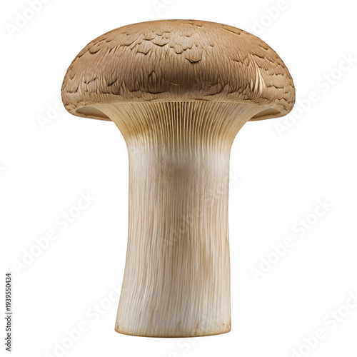 Brown Mushroom Isolated on Transparent White Background