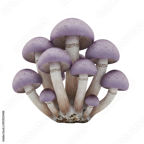 Purple Mushrooms Growing on Transparent White Background
