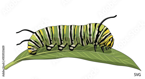 Monarch Caterpillar Eating Green Leaf
