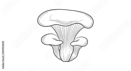 Oyster Mushroom Illustration