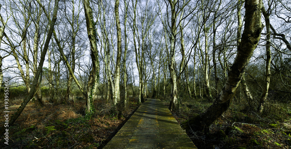 Fototapeta premium Joli paysage dans les zones humides en Bretagne