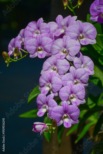 Purple Striped Dendrobium Orchid Flowers in Full Bloom