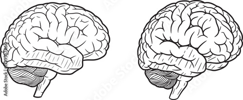 Human brain anatomy illustration