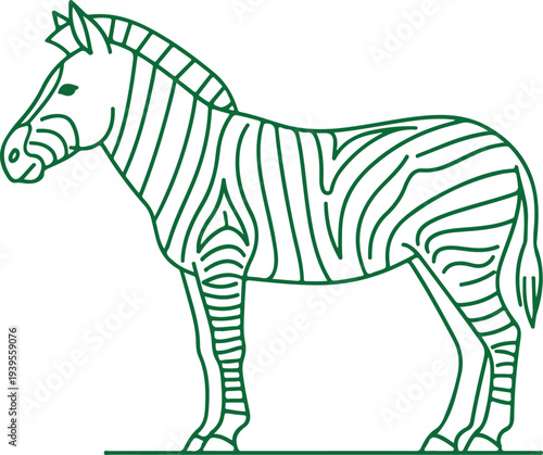 A green line drawing of a zebra standing still Vector, illustration