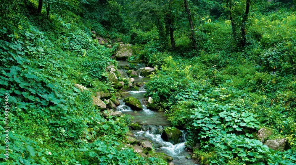 Obraz premium Stream flowing through lush green forest with abundant foliage and rocks