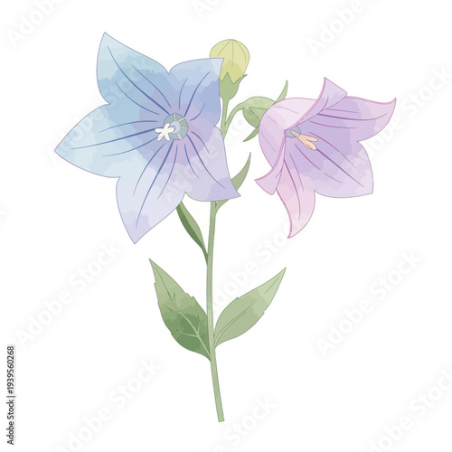 Watercolor Bellflower Illustration - Delicate Blue and Purple Floral Art