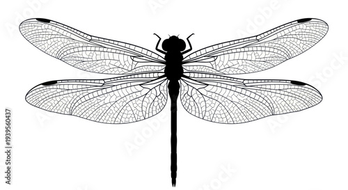 Black Silhouette Dragonfly with Transparent, Veined Wings Isolated on White