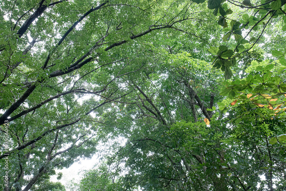 Fototapeta premium Overhead foliage web spreading across bright woodland sky. Interlaced branches forming sheltered canopy perspective. Upward forest view highlighting layered leaves and lines.