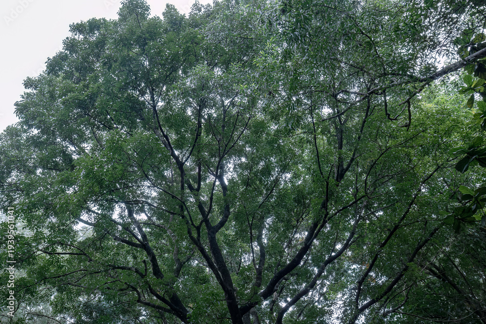Fototapeta premium Moody treescape displaying shadowed foliage and branching arcs. Deep green canopy creating dramatic woodland ambience. Shaded arboreal scene with dark leaves and natural contrast. 