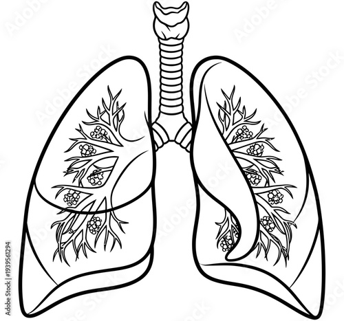 Human lungs anatomy illustration showing trachea and bronchi branching into smaller airways for respiratory system education and medical purposes in a simple line drawing.