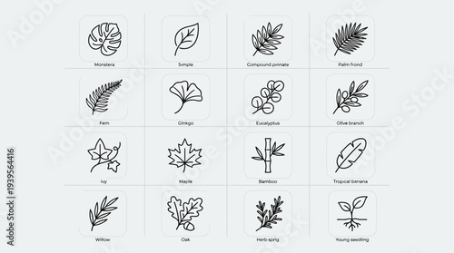 A collection of 16 minimalist line art icons representing various types of leaves and plants, each with a label.