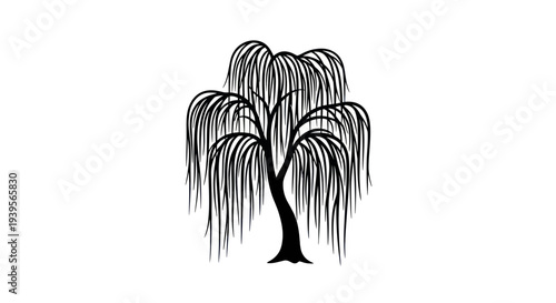 Black silhouette of a weeping willow tree with flowing branches and leaves on white background
