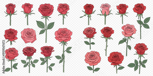 Collection of various red and pink rose flower illustrations, depicting different stages of bloom from bud to full flower.