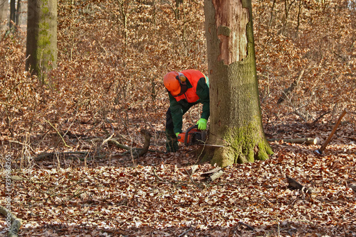 Holzfäller mit Kettensäge bei der Arbeit