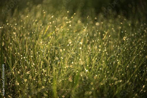 Close-up of dew drops on green grass blades sparkling in the morning sunlight with bokeh effect