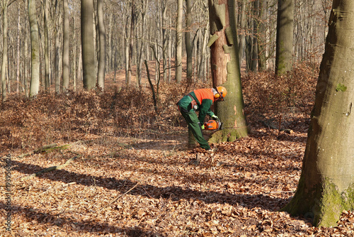 Holzfäller mit Kettensäge bei der Arbeit