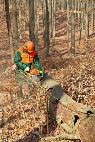 Holzfäller mit Kettensäge bei der Arbeit