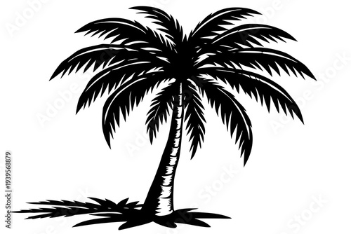 Silhouette of a tropical palm tree with full leaves and visible shadow on a plain white background