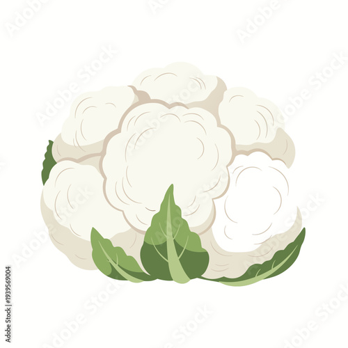 Fresh cauliflower illustration with green leaves on white background showcasing detailed texture and organic appeal of this nutritious vegetable