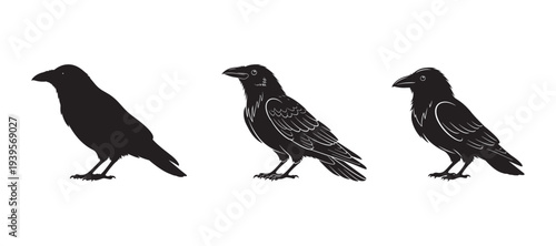 Crow or raven cartoon vector with simple outline and solid silhouette, isolated on white background.