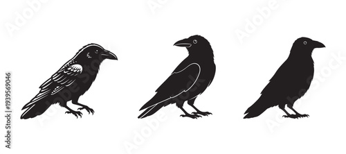 Black crow or raven in contour and silhouette style, colored cartoon vector isolated on white background.