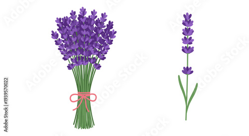 Beautiful Lavender Flower Bouquet and Single Stem Vector Illustration Set for Aromatherapy, Spa, and Botanical Design