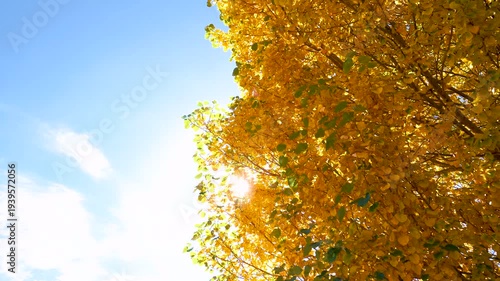 Wallpaper Mural Golden Autumn Leaves Backlit by Sunlight Through Tree Canopy Torontodigital.ca