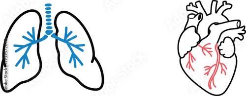 Stylized human lungs and heart with blue and red vessels