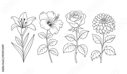 Black and white line of four distinct flowers including a lily hibiscus rose and dahlia