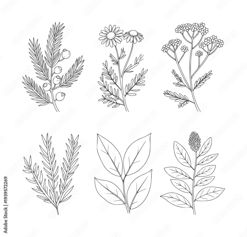 Fototapeta premium Six black and white botanical line of plants and leaves leaf