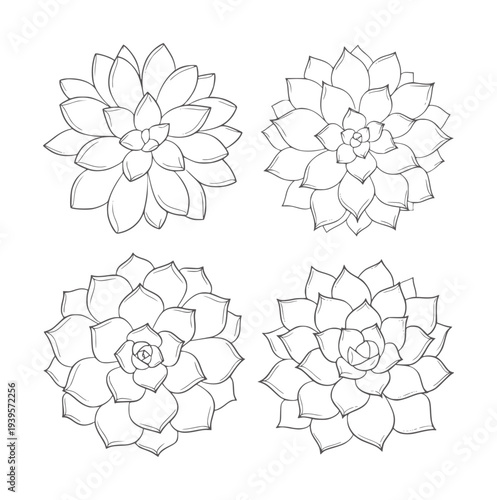 Four black and white line of succulent plants botanical flora nature