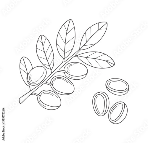Minimalist line of olive branch with leaves and pitted olives fruit