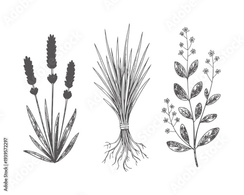 Three botanical of lavender grass and flowering plant
