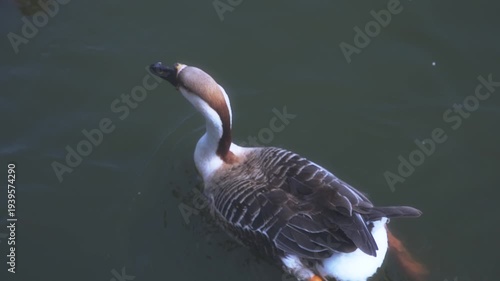 Wallpaper Mural Great Crested Grebe Swimming in Calm Water Torontodigital.ca