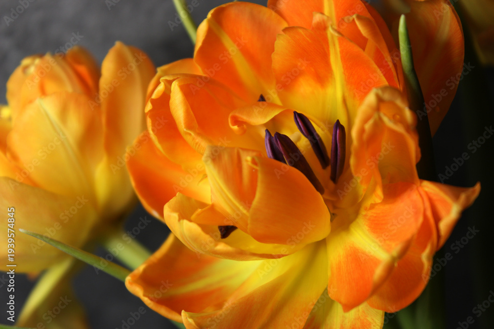 Obraz premium beautiful orange peony tulips in water drops on a dark background in the flower shop. Wonderful floral background. Postcard. March 8th. Delicate petals. Close-up of a tulip bud. Spring flowers. Tulip