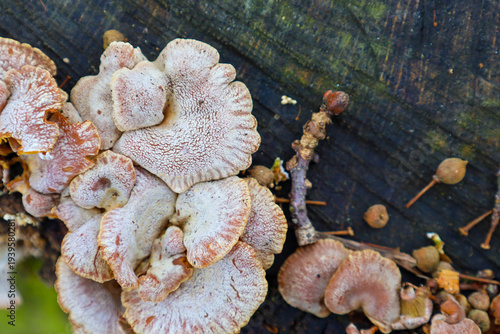 Cuadro en lienzo ​A group of wild tree mushrooms with a distinct textured surface grows densely on an old dark stump in the forest