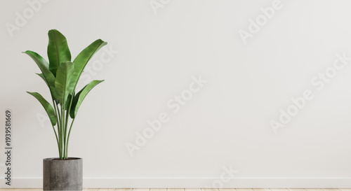 Modern interior with potted bird of paradise plant in minimalist room