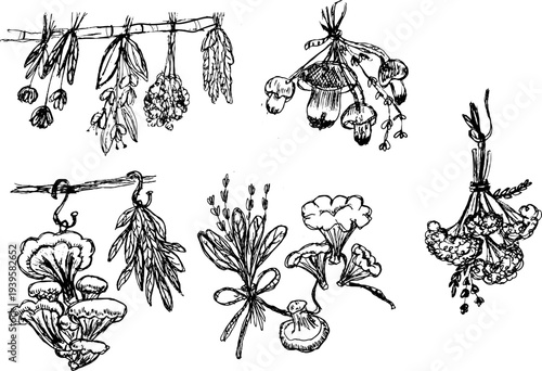 Hand-drawn sketch of hanging dried herbs and mushrooms in rustic black and white illustration style for organic and herbal decor themes	