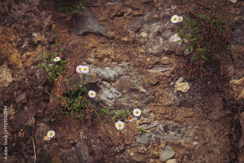Bright daisies stand out against the rough gray stone, their petals swaying gently in the breeze. Nature reveals beauty even in challenging environments, inspiring wonder and renewal