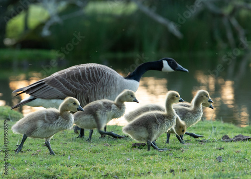 canada goose mother and chicks