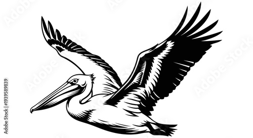 Beautiful pelican in flight with outstretched wings showcasing its majestic beauty and fluid motion against a plain white background