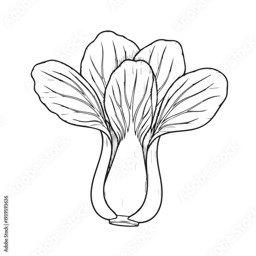 Bok Choy Vegetable Outline Drawing Isolated on White Background Healthy Food Ingredient