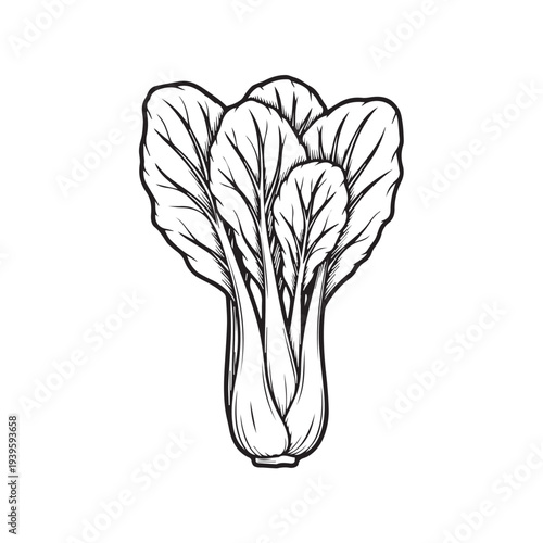 Bok Choy Vegetable Bunch Line Art Isolated on White Background Simple Sketch Style