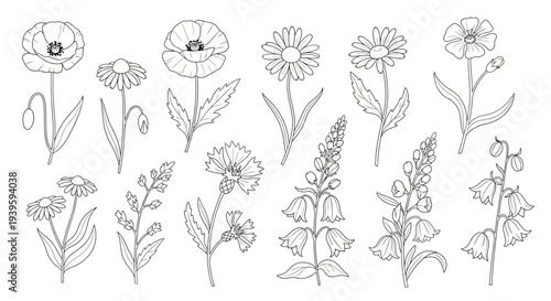 Variety of flowers and plants illustration.