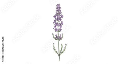 Lilac flower with purple petals.